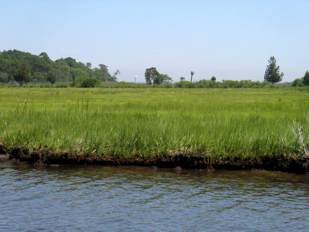 Barnegat Bay salt marsh at Cattus Island Protecting the New Jersey