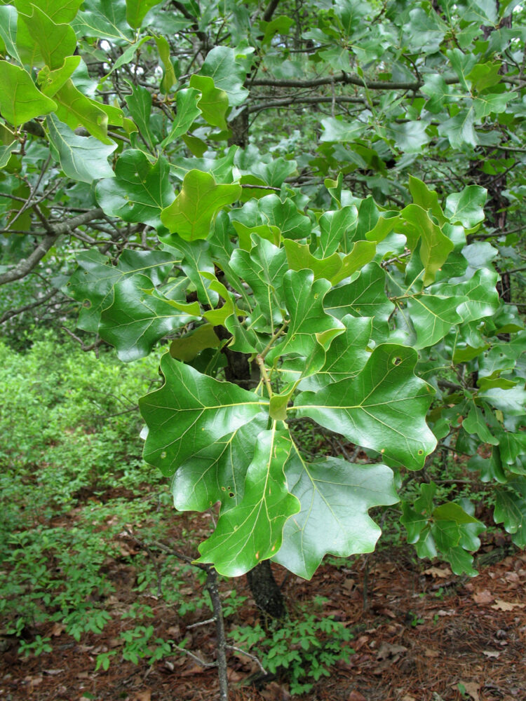 black jack oak detail Protecting the New Jersey Pinelands and Pine