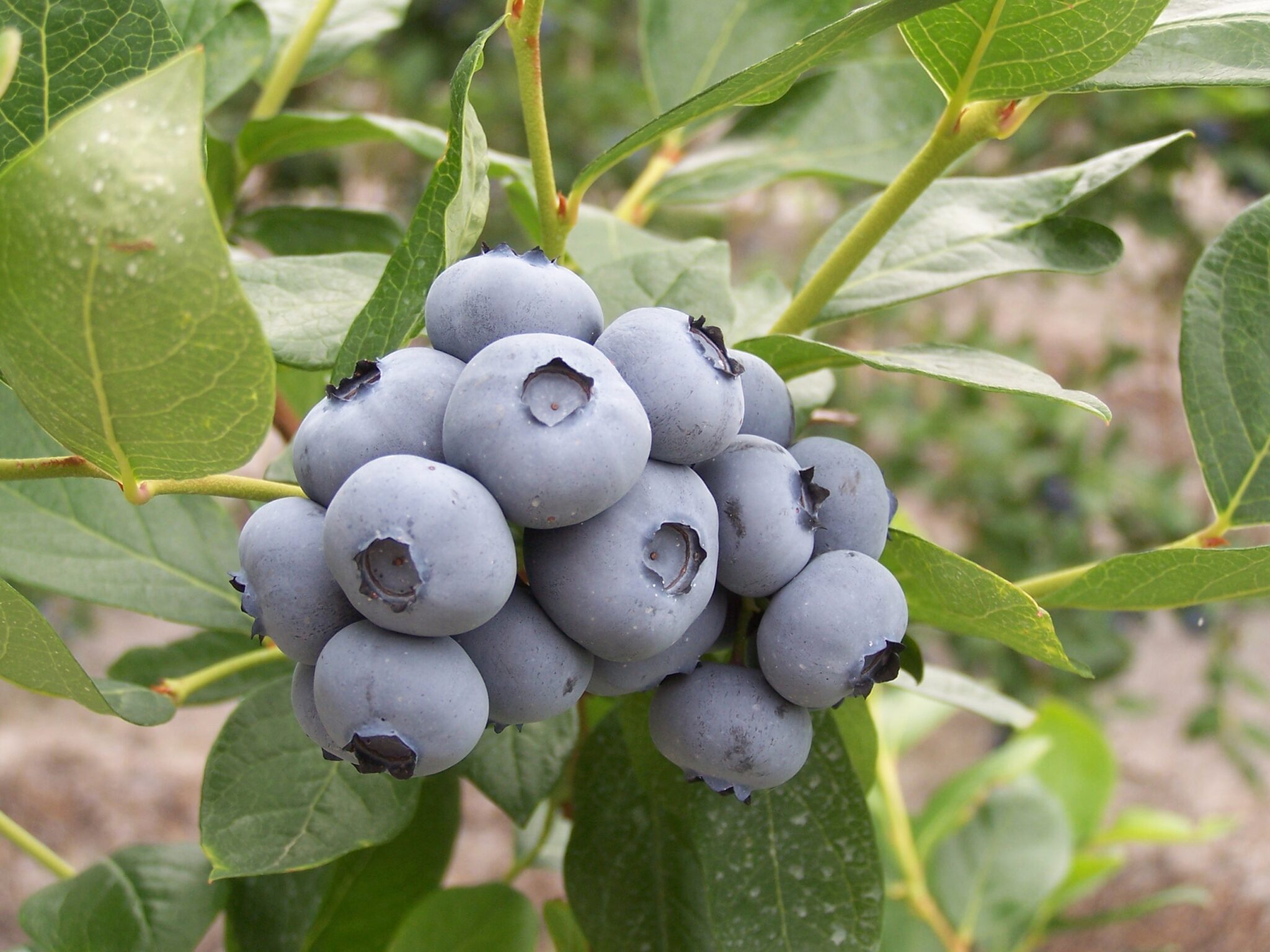 Pinelands Agriculture Protecting the New Jersey Pinelands and Pine