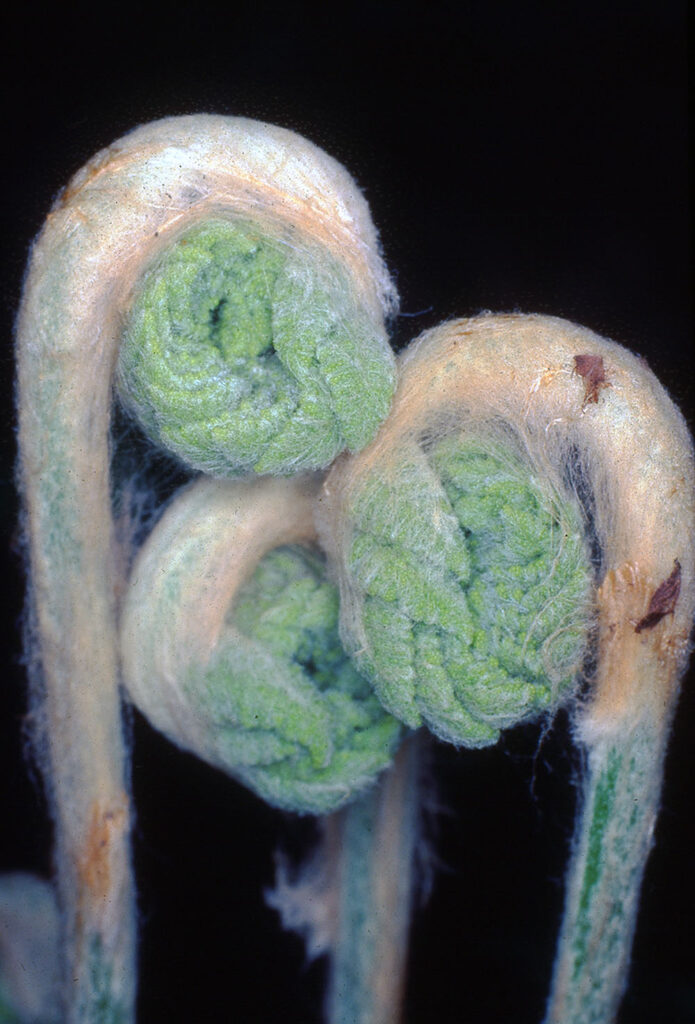 Cinnamon Fern Early Growth Protecting the New Jersey Pinelands and