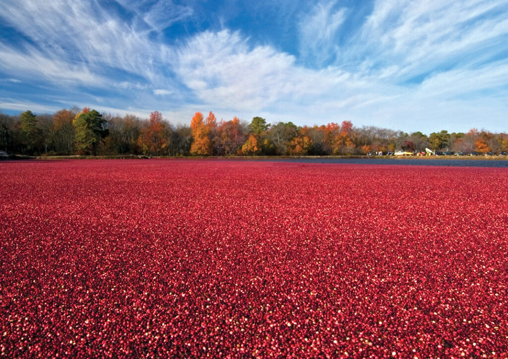 Cranberry Bog Protecting the New Jersey Pinelands and Pine Barrens