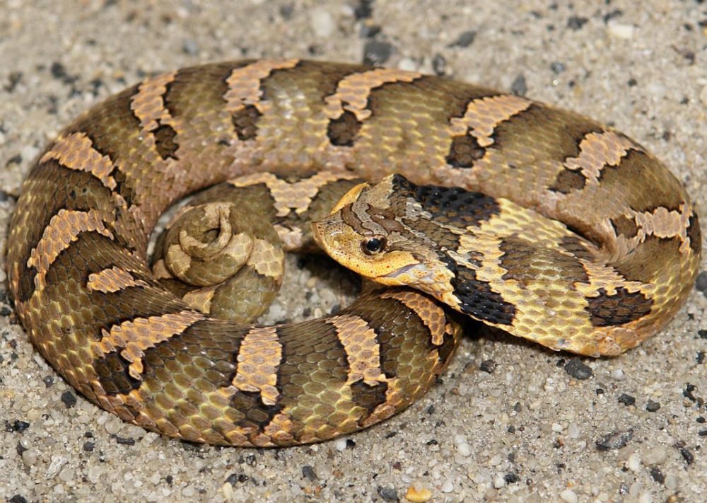 Pine Barrens Reptiles Protecting the New Jersey Pinelands and Pine