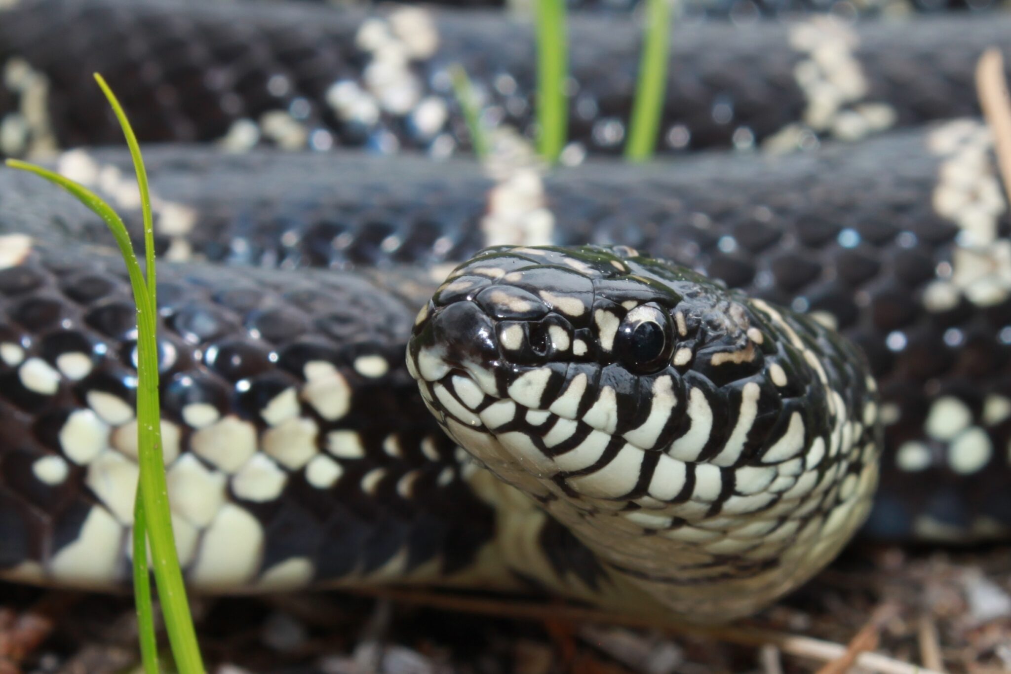 Pine Barrens Reptiles Protecting the New Jersey Pinelands and Pine