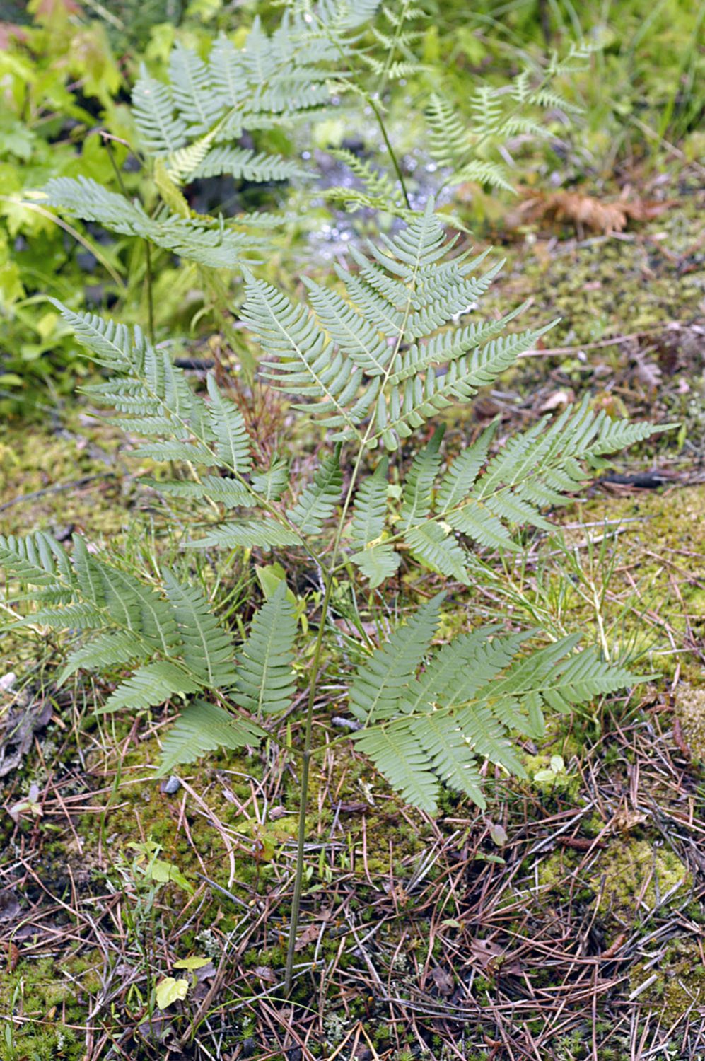 Northeastern Bracken Fern Protecting the New Jersey Pinelands and