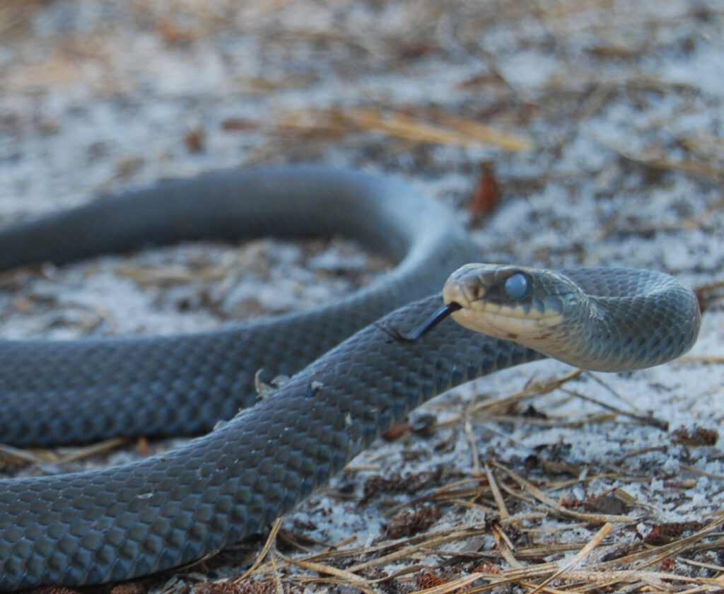 Pine Barrens Reptiles - Pinelands Alliance - Protecting the New Jersey ...