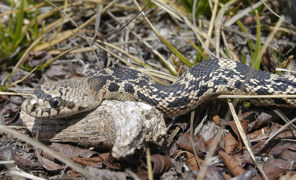 Northern Pine Snake Protecting the New Jersey Pinelands and Pine