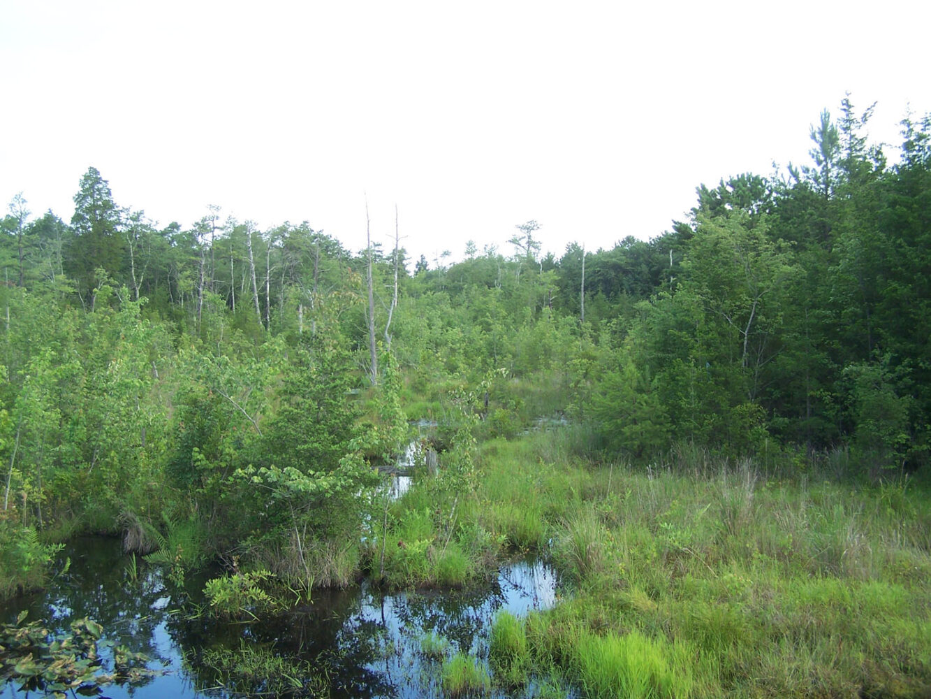 Ocean Acres Four Mile Branch Conservation Area Protecting the New