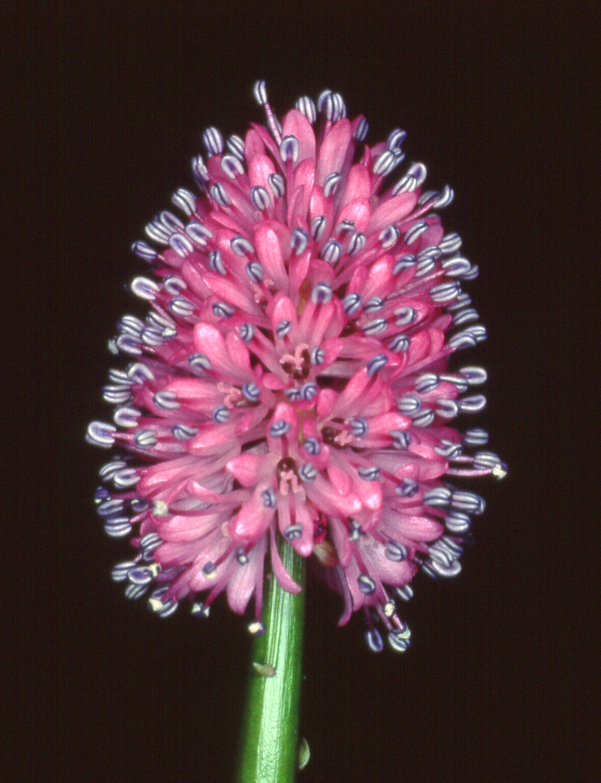 Swamp Pink Protecting the New Jersey Pinelands and Pine Barrens