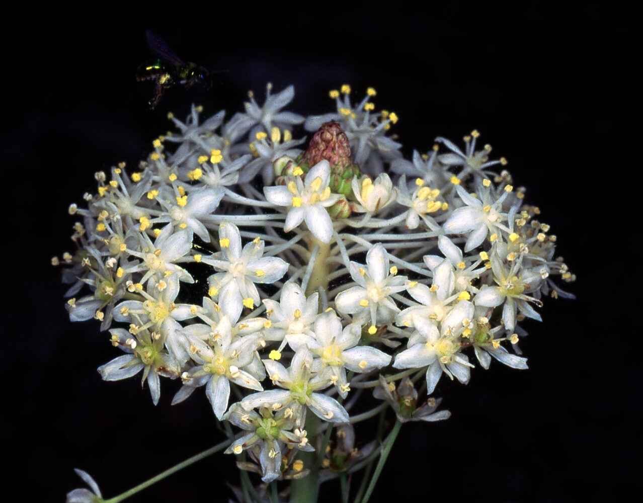 Turkey Beard Lily Protecting the New Jersey Pinelands and Pine