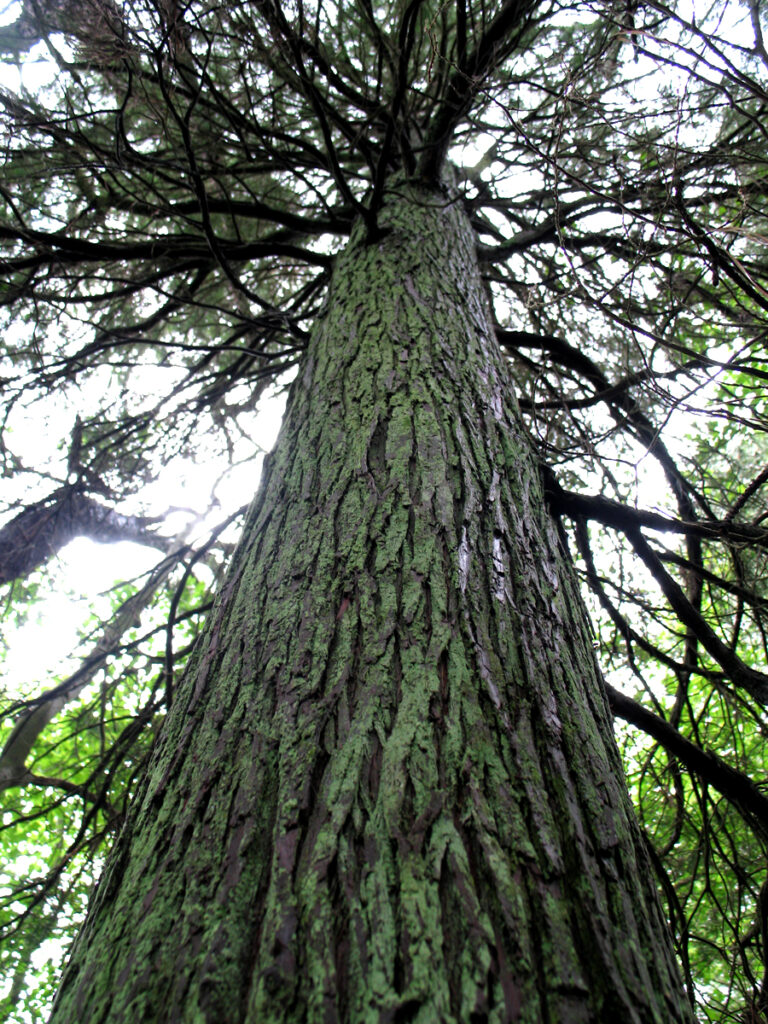 White Cedar Tree Protecting the New Jersey Pinelands and Pine Barrens Pinelands Preservation