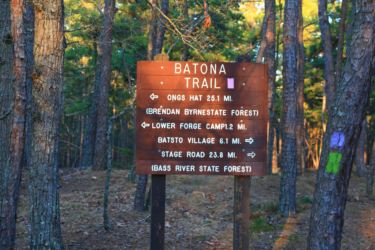 Best Hiking in the Pine Barrens Protecting the New Jersey Pinelands