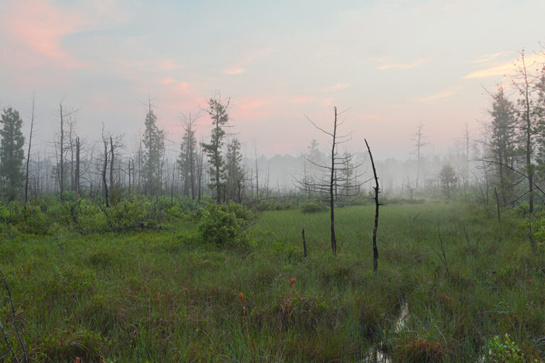 Pine Barrens Habitats Protecting the New Jersey Pinelands and Pine