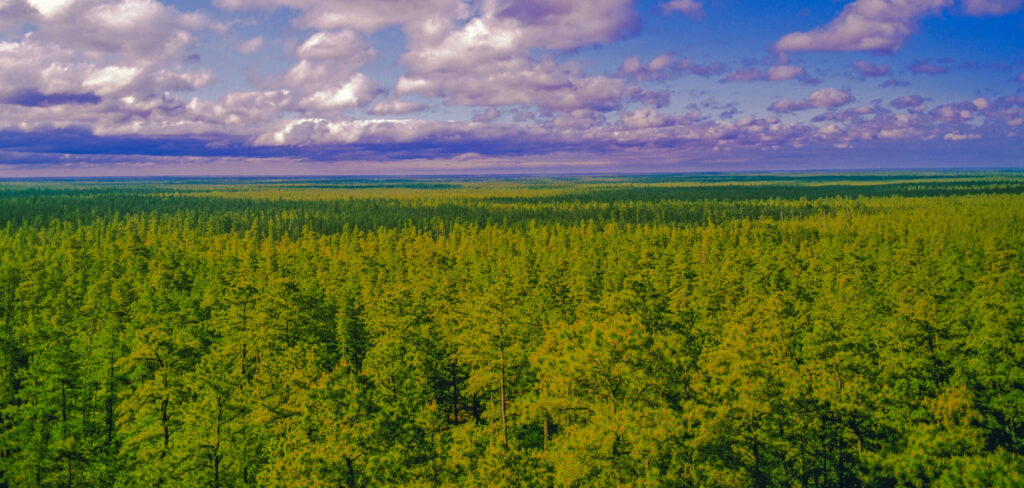New Jersey Pine Barrens seen from Apple Pie Hill, Wharton State Forest.  One of the largest natural areas on the east coast.