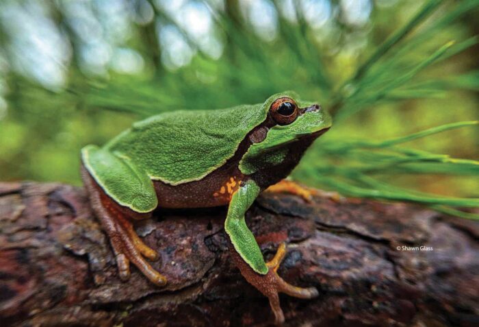Photo of Pine Barrens Tree Frog