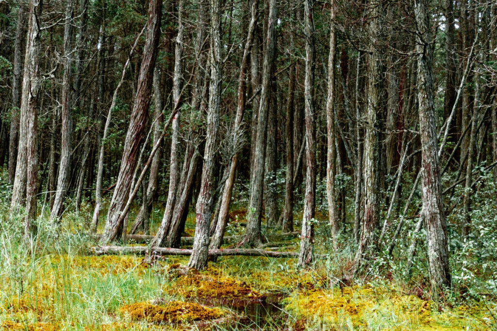 Into the Pines by Andrew Adams