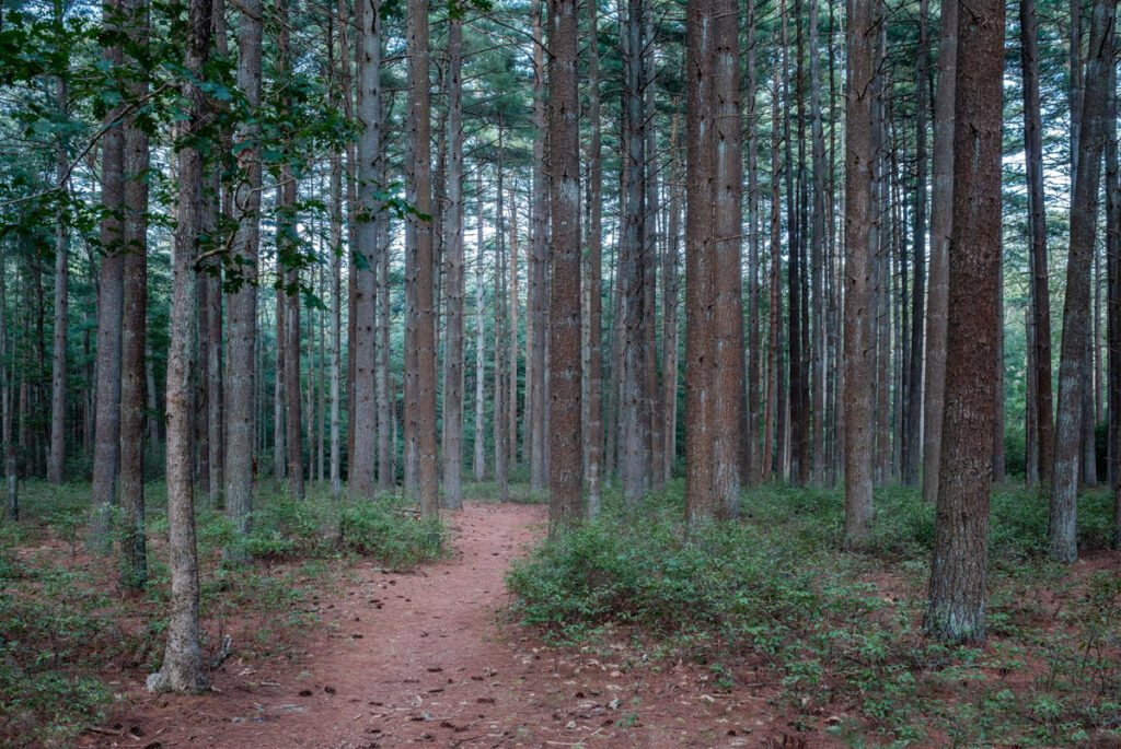 Open Pines of Bass River by David Seals