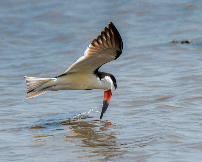 SteoPaSkimmeratMattsLanding_1 Protecting the New Jersey Pinelands