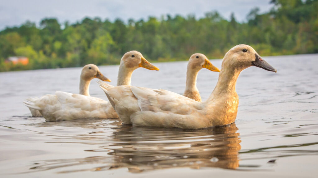 Mullica River Ducks by Thomas Valentino