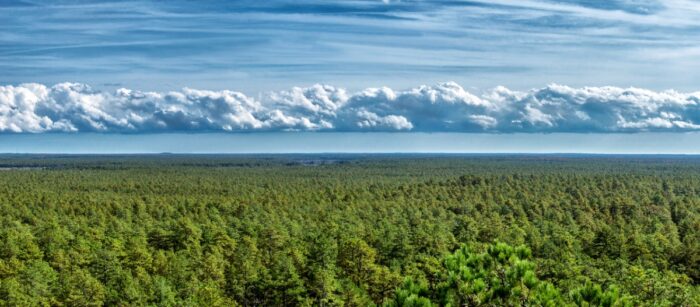view of the pine barrens
