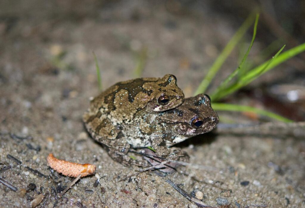Summer Frogs Protecting the New Jersey Pinelands and Pine Barrens