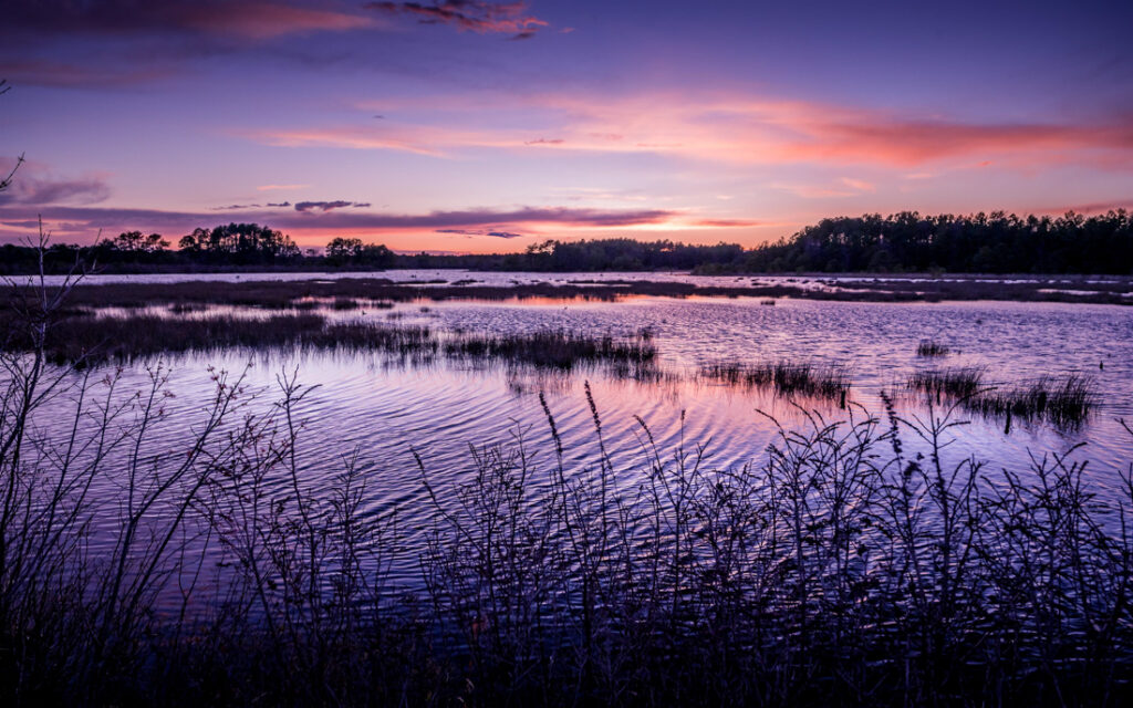 Pine Barrens at Blue Hour by Jennifer Eddins