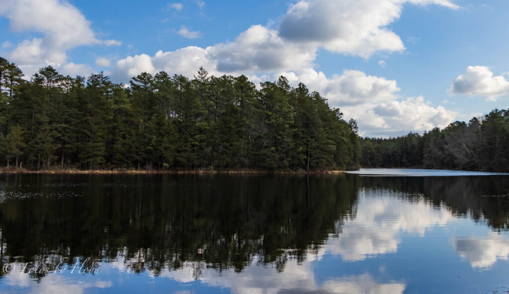 Reflections of the Pinelands by Catherine Floyd