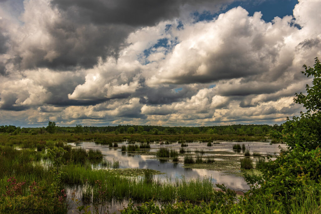 Stormy Pinelands Wetland 2 by Harry Wind
