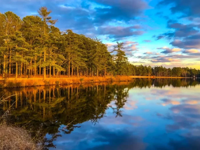 Preserving the pines  by Theresa Law