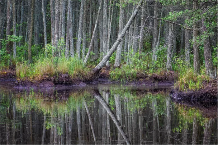 Serenity In The Pines by Wendy Milligan