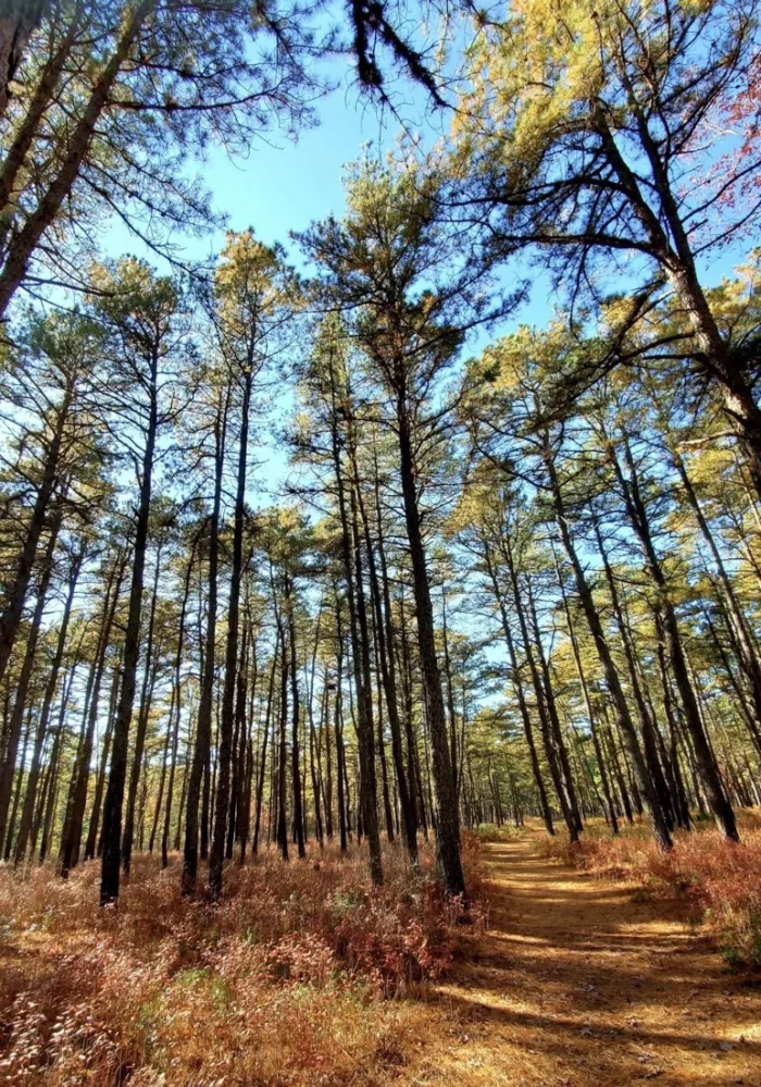 Majestic Pines by Janet S Schmidt