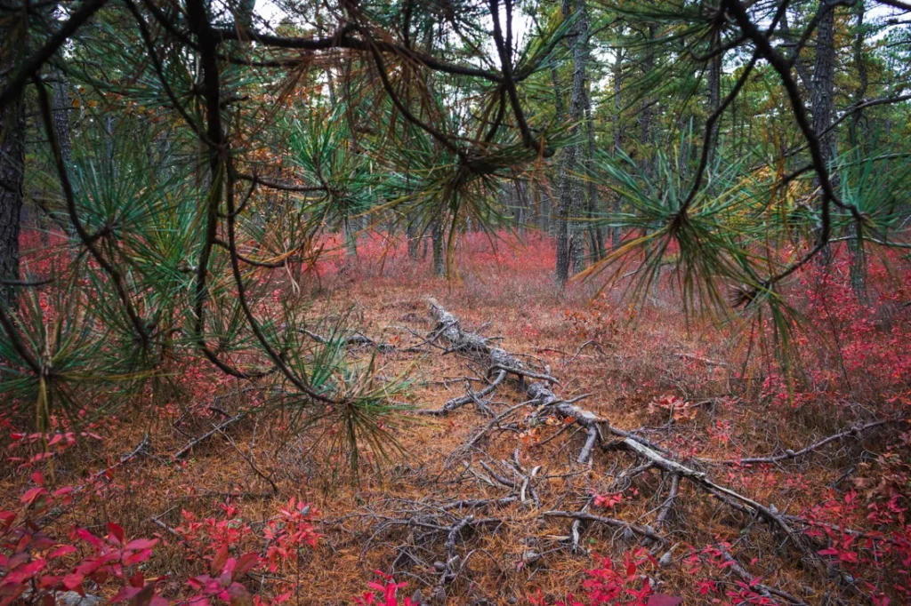 Tribute To The Pine by Gavin Shwahla