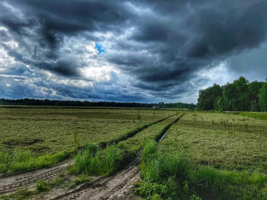 Tracks Through A Storm by Danielle Wolfe