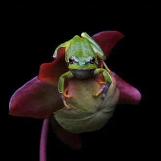 pine barrens tree frog