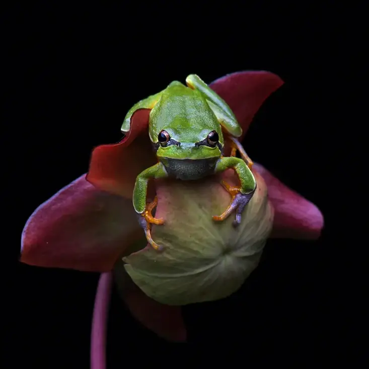 pine barrens tree frog