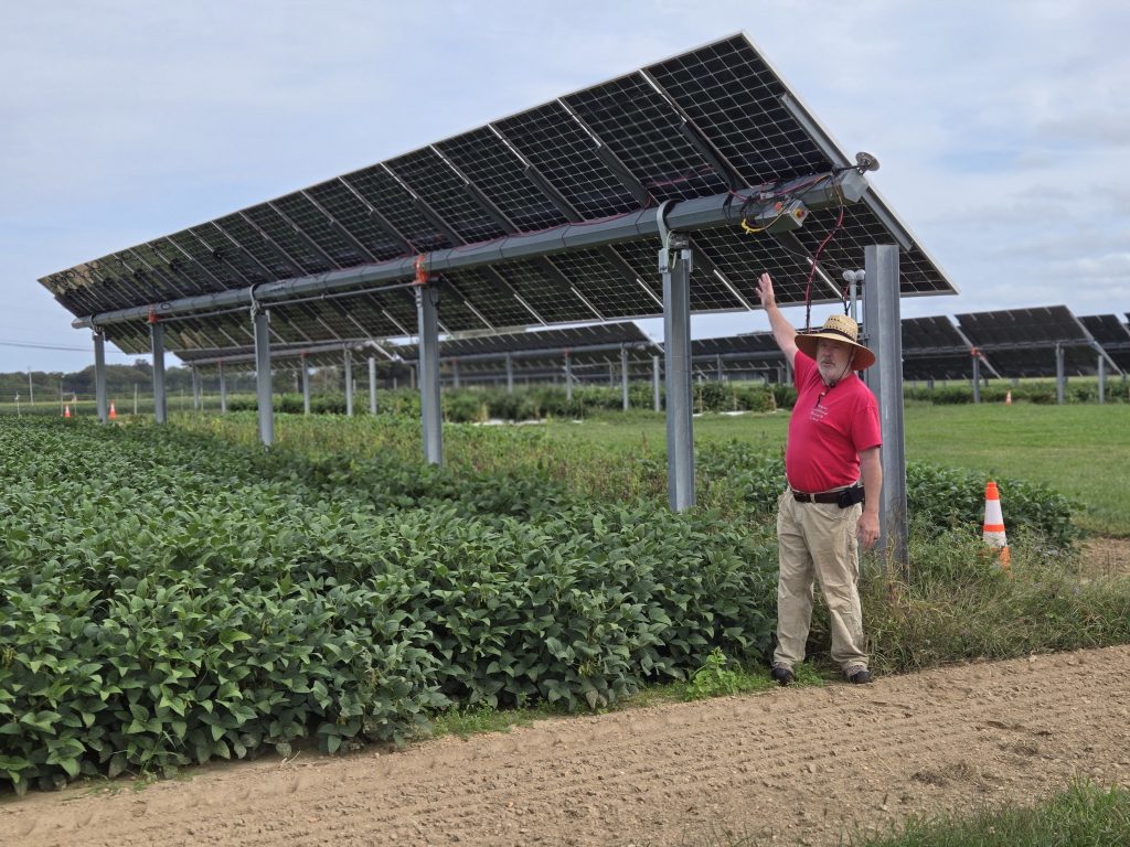 Soybeans thrive under solar panels on an experimental Rutgers farm in Bridgeton, NJ.