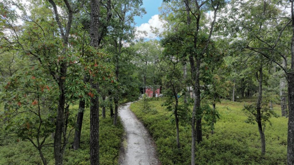 Wooded path to the Pine Tree Center.